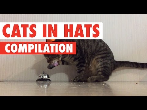 Funny Cats In Hats Video Compilation 2017 - UCPIvT-zcQl2H0vabdXJGcpg