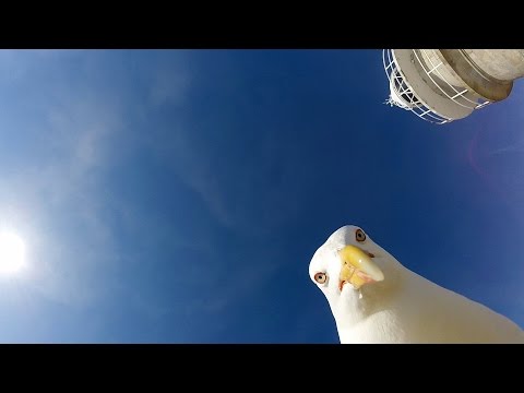 GoPro: Seagull Stole My GoPro - UCqhnX4jA0A5paNd1v-zEysw