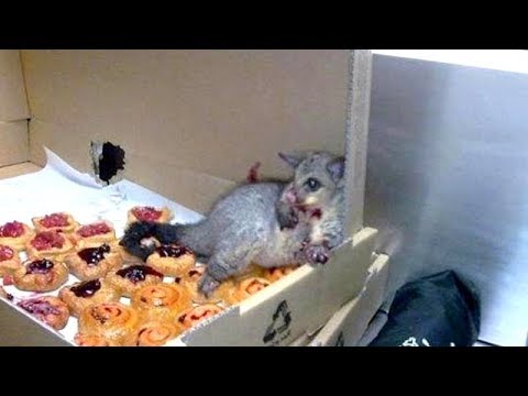 ANIMALS that will make you LAUGH ALL DAY, EVERY DAY! - The FUNNIEST VIDEOS - UCKy3MG7_If9KlVuvw3rPMfw
