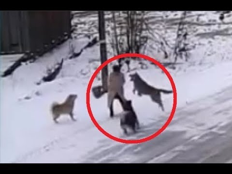 Dogs Attack a Woman!!! - UCI-mqa072aPsYSijI3pzxzw