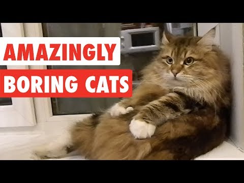 Amazingly Boring Cats | Funny Cat Video Compilation 2017 - UCPIvT-zcQl2H0vabdXJGcpg