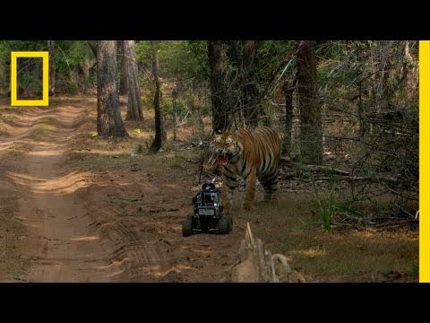 Robot vs. Tiger | Nat Geo Live - UCpVm7bg6pXKo1Pr6k5kxG9A