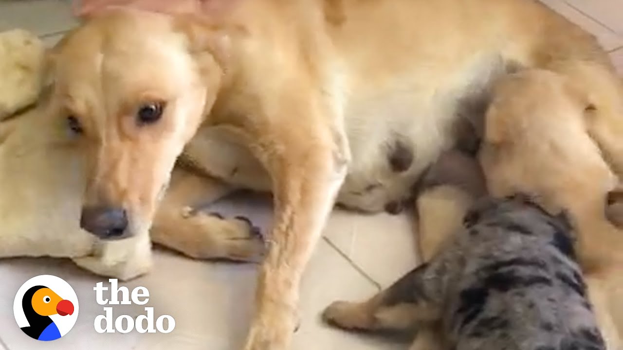Dog Is The World’s Bravest Mom | The Dodo