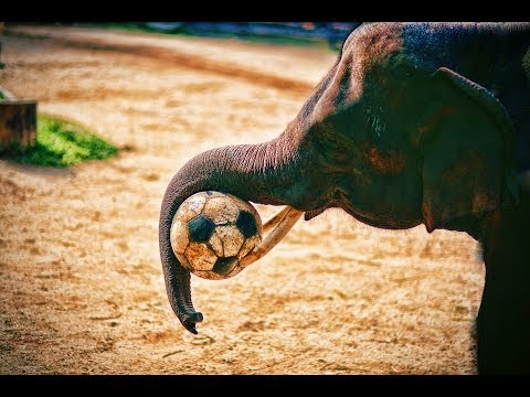 Elephants Playing Soccer - Thailand (Ch 26) - UCd5xLBi_QU6w7RGm5TTznyQ
