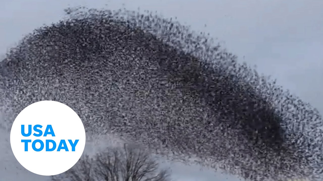 Mesmerizing starling formation move in unison through the sky | USA TODAY