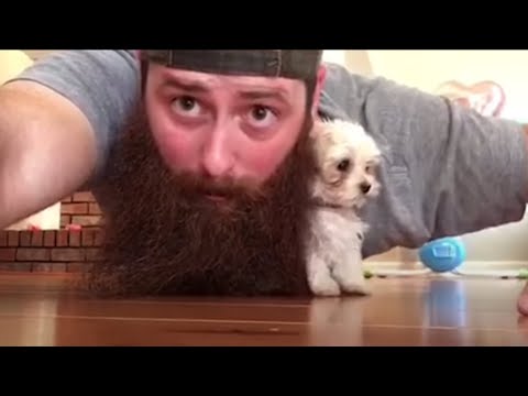 Try Not To Laugh | Funny Puppies Video Compilation 2017 - UCPIvT-zcQl2H0vabdXJGcpg