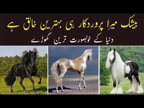 Beautiful Horses in The World