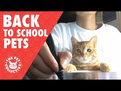 Too Cool For School: Back to School Pets 2017 - UCPIvT-zcQl2H0vabdXJGcpg