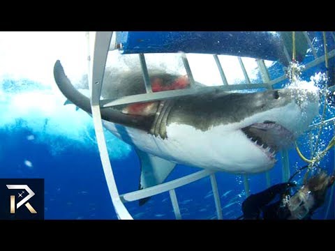 10 TERRRIFYING Shark Encounters Caught On Tape - UCdxi8d8qRsRyUi2ERYjYb-w