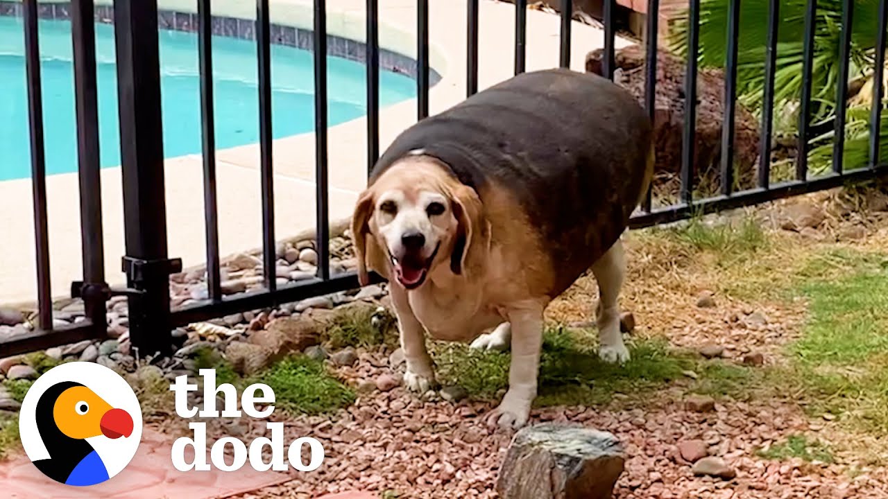 90-Pound Beagle Is A Third His Size Now | The Dodo
