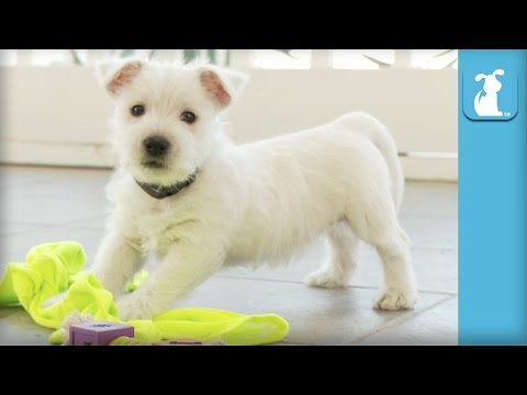 West Highland Terrier Puppies Are the Absolute Cutest Puppies in the World - Puppy Love - UCPIvT-zcQl2H0vabdXJGcpg