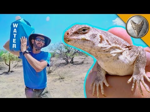 Catching a Lizard Using NOTHING but WATER! - UC6E2mP01ZLH_kbAyeazCNdg