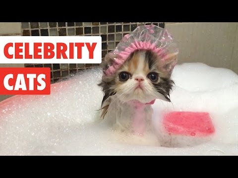 Celebrity Cats | Funny Pet Video Compilation 2017 - UCPIvT-zcQl2H0vabdXJGcpg