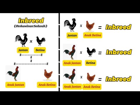 Inbreeding in Chickens || The Best Way to Get Dominant Genetics💯💯