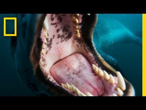 National Geographic Live! - Face-to-Face with a Leopard Seal - UCpVm7bg6pXKo1Pr6k5kxG9A