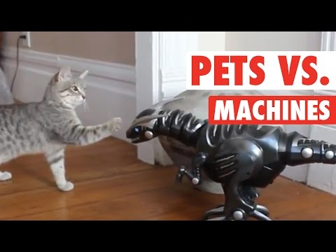 Pets vs Machines - UCPIvT-zcQl2H0vabdXJGcpg