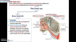 The Ear (5) - The Inner Ear - Dr. Ahmed Farid
