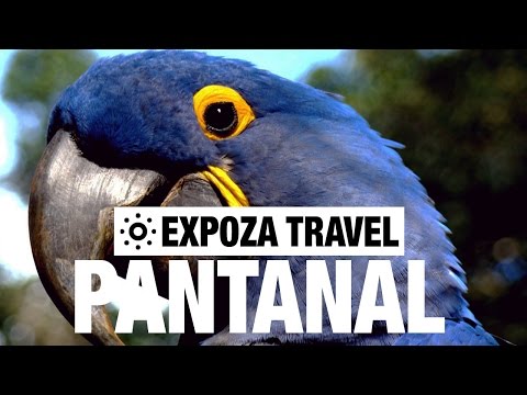 Pantanal Vacation Travel Video Guide - UC3o_gaqvLoPSRVMc2GmkDrg