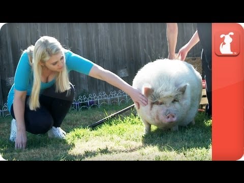 Peggy-Sue the Pot-bellied Pig - Tails of Hope - UCPIvT-zcQl2H0vabdXJGcpg