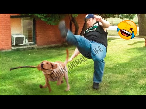 Best Funny Animal Videos 2022 😺 - Funniest Dogs And Cats Videos 🤣😂 - UC09IvZwjpunzrdHH1EHok-w