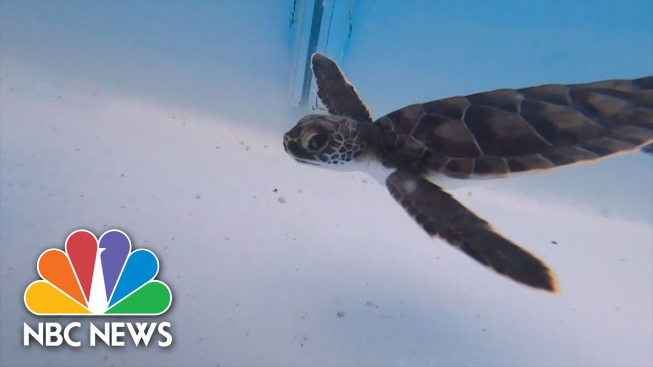 Florida Keys Family Rescues Baby Turtle From Hurricane Ian Debris