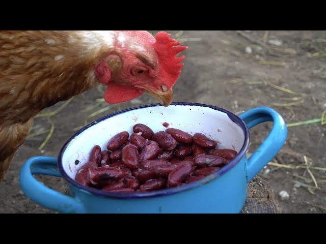 can chickens eat cooked black beans