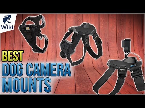 6 Best Dog Camera Mounts 2018 - UCXAHpX2xDhmjqtA-ANgsGmw