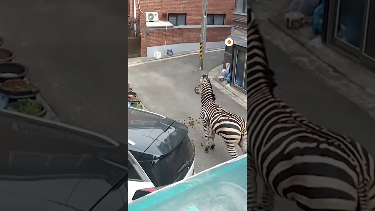 Escaped zebra returned to South Korea zoo