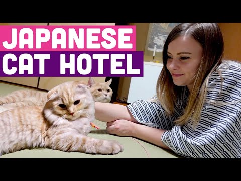 I Stayed Overnight in a Japanese Cat Hotel