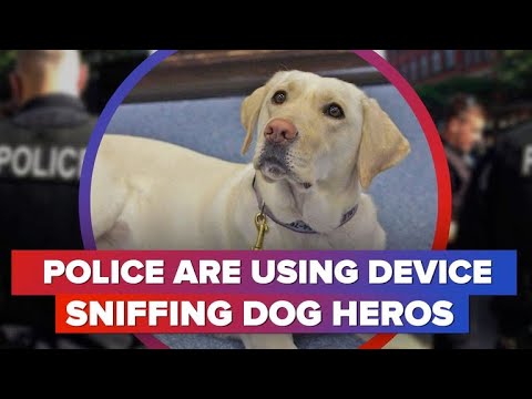 Device sniffing dogs being used by police (CNET News) - UCOmcA3f_RrH6b9NmcNa4tdg