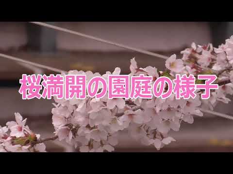 園庭の桜が満開になりました