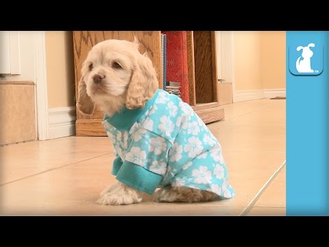 Adorable Cocker Spaniel Gets Teased For Wearing Hawaiian Shirt - Puppy Love - UCPIvT-zcQl2H0vabdXJGcpg