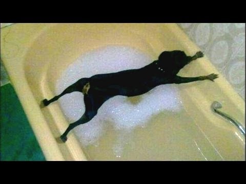 Dogs just don't want to bath - Funny dog bathing compilation - UCKy3MG7_If9KlVuvw3rPMfw