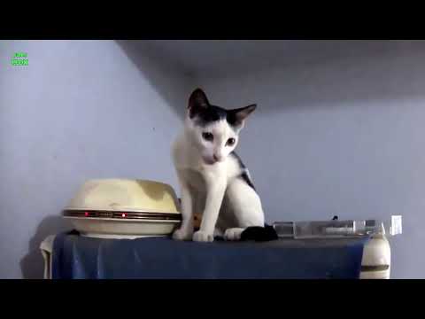 Funny Cats and Kittens Meowing Compilation