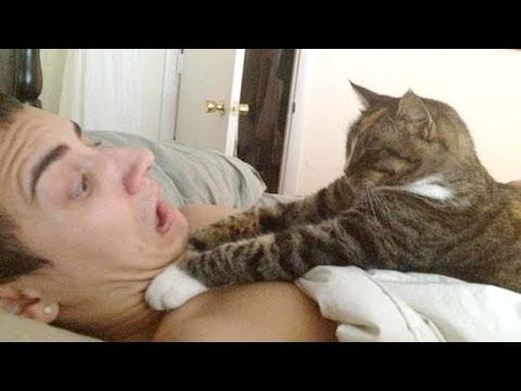 You simply CAN NOT WIN THIS TRY NOT TO LAUGH challenge - Funniest CAT videos - UC9obdDRxQkmn_4YpcBMTYLw