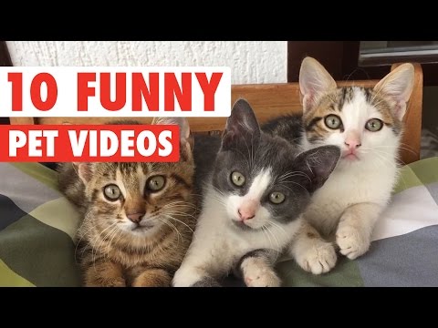 Hilarious Pet Video Countdown Compilation - UCPIvT-zcQl2H0vabdXJGcpg