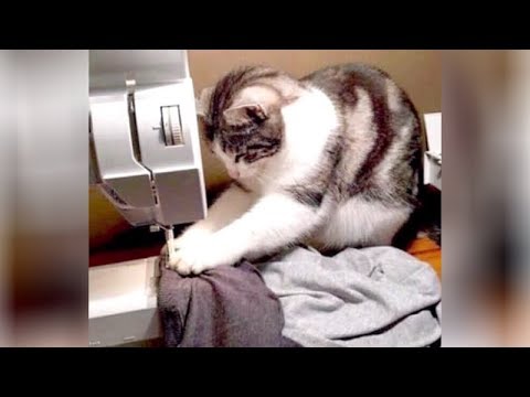 Get ready for EXTREME LAUGHING! - FUNNY ANIMAL VIDEOS compilation - UC9obdDRxQkmn_4YpcBMTYLw