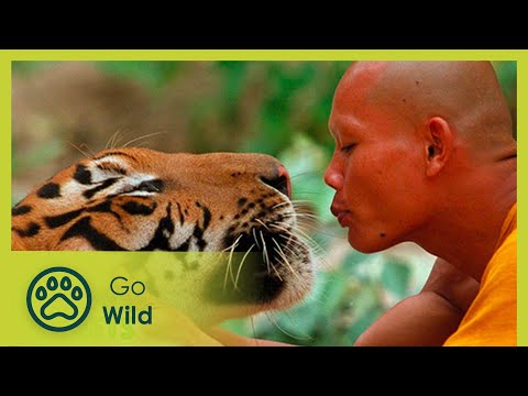 The Tiger and the Monk - The Secrets of Nature - UCVGTgXC1P--xM480Z6DqyAg