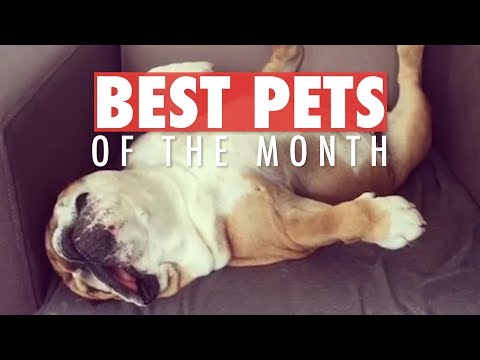 Best Pets of the Month Video Compilation| April 2018 - UCPIvT-zcQl2H0vabdXJGcpg