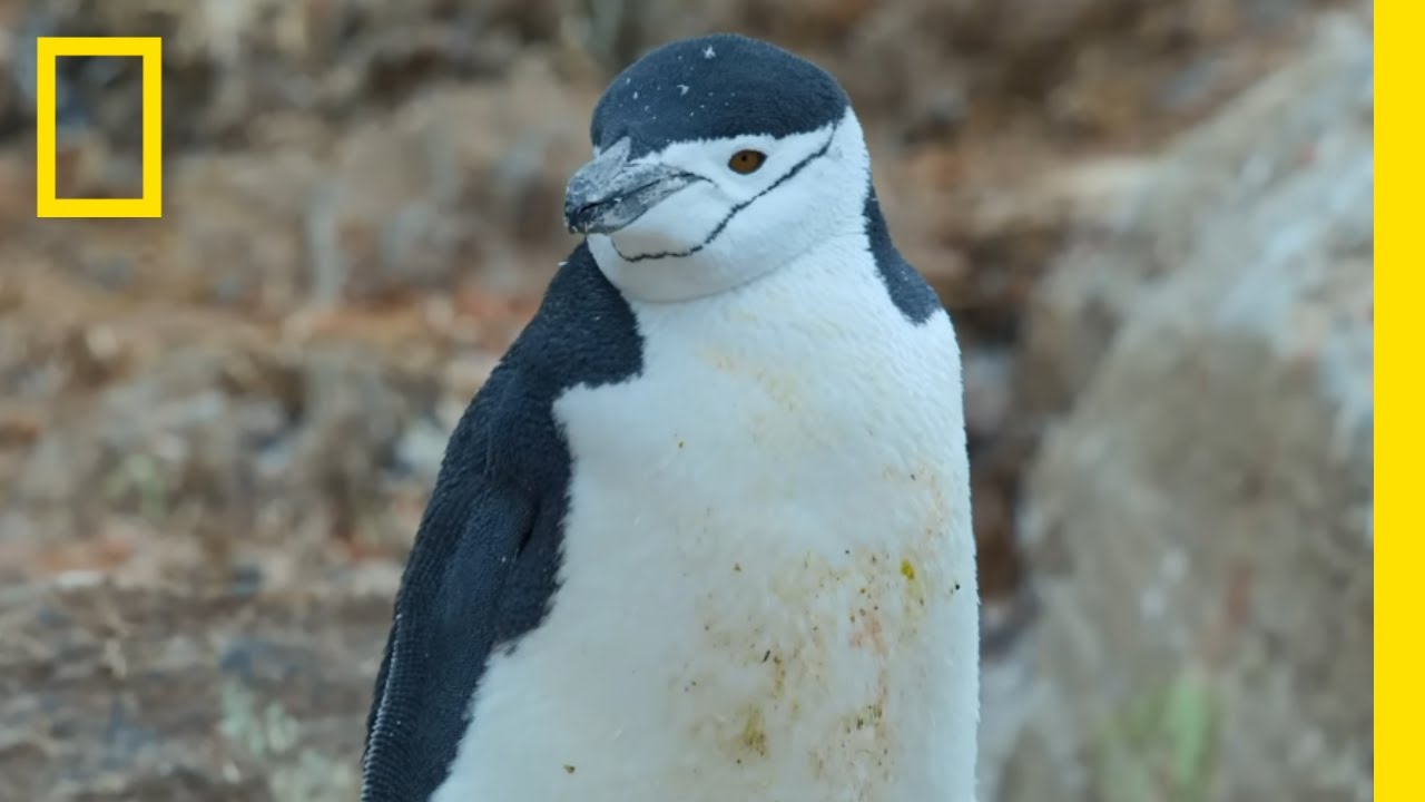 Clattering Penguins and Naughty Seals | Epic Adventures with Bertie Gregory on Disney+