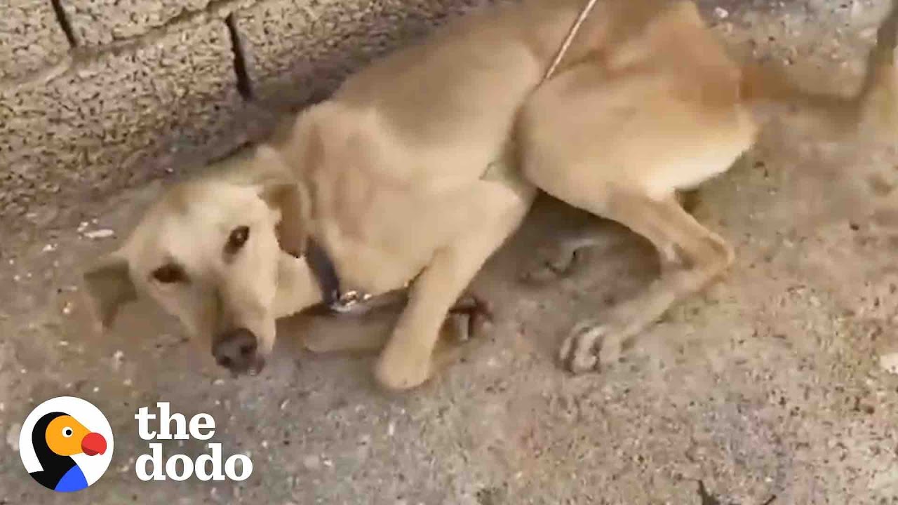 Dog Who Was Chained Up Immediately Wags Her Tail At New Friend | The Dodo