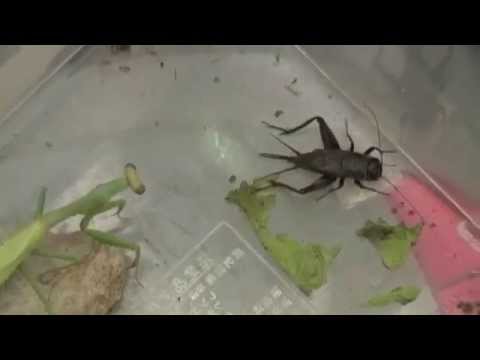 praying mantis killed a cricket - UCTs-d2DgyuJVRICivxe2Ktg