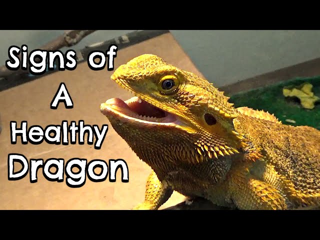 What Does A Healthy Bearded Dragon Look Like?