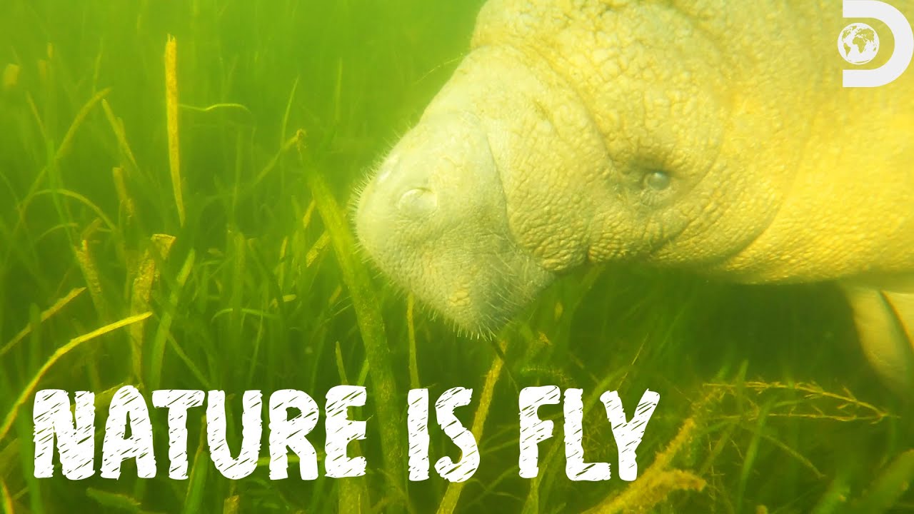 Swimming with Manatees | Nature is Fly