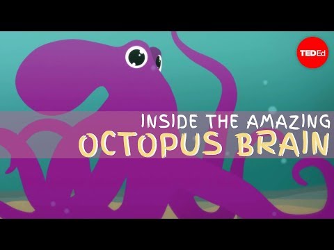 Why the octopus brain is so extraordinary - Cláudio L. Guerra - UCsooa4yRKGN_zEE8iknghZA