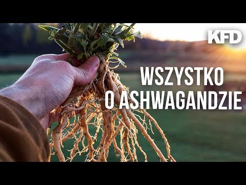 ASHWAGANDHA - Fakty i Mity - skuteczność adaptogenów? - KFD - UCCwsb6pCsJYFp53h9prxXtg