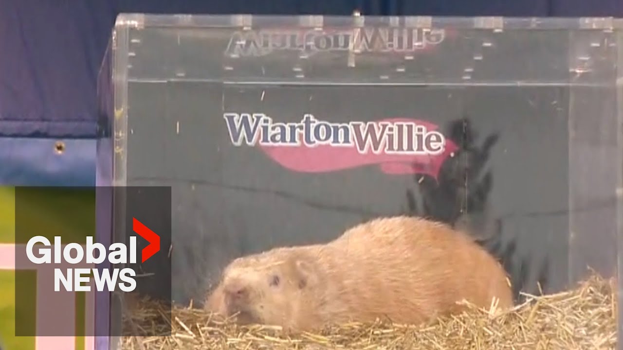 Groundhog Day 2023: Wiarton Willie predicts early spring for Canada