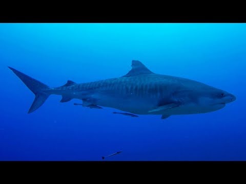 GoPro: Shark Diving in Tahiti with Mark Healey - Ep. 4 - "Connect not Conquer" - UCqhnX4jA0A5paNd1v-zEysw