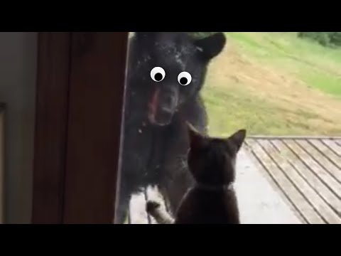 Gangsta Cats Video Compilation 2016 - UCPIvT-zcQl2H0vabdXJGcpg