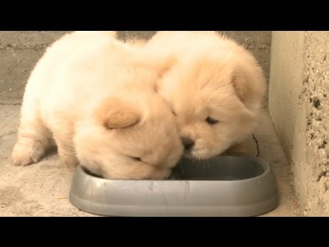 Chow Puppy Won't Share His Food - UCPIvT-zcQl2H0vabdXJGcpg